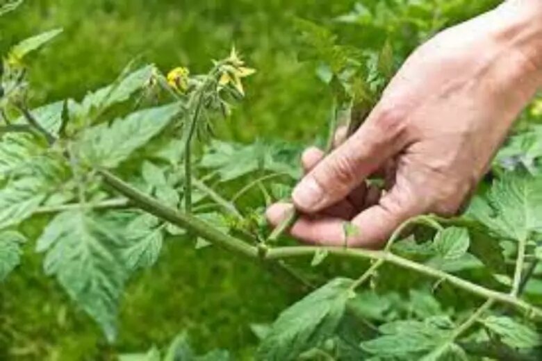 Ботва, сохранившаяся при томатном пасынковании окажет помощь грядкам с капустой. Для предотвращения размножения гусениц на капусте готовится удобрение на основе ботвы.
