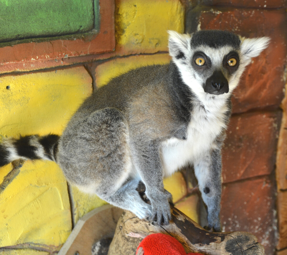 Кошачий лемур во всей красе. 
