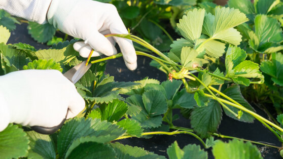    Садовод рассказал, как ухаживать за клубникой после сбора урожая Алина Городниченко