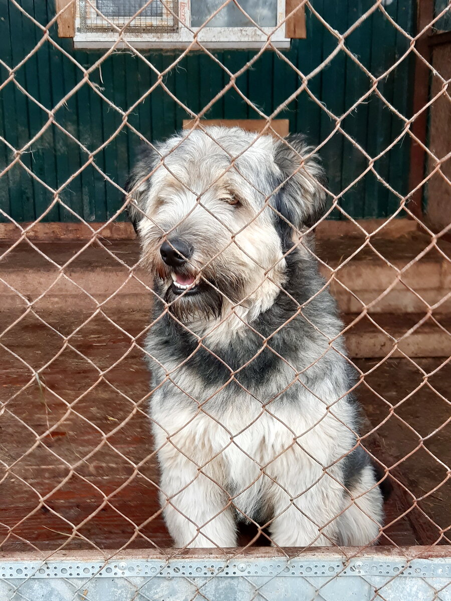 Наш пес Лахен два года ждал в приюте, когда его кто-нибудь заметит. В "Лохматой душе" никому не пришло в голову его усыпить только потому, что ожидание несколько затянулось. Фото из личного архива