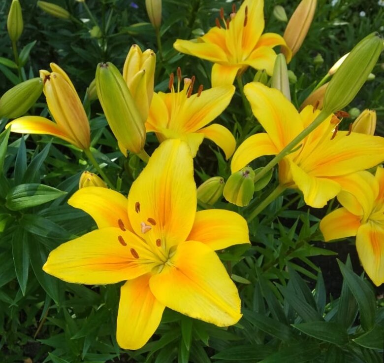 Сегодня у меня подборка цветущих лилий