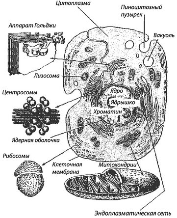Строение клетки