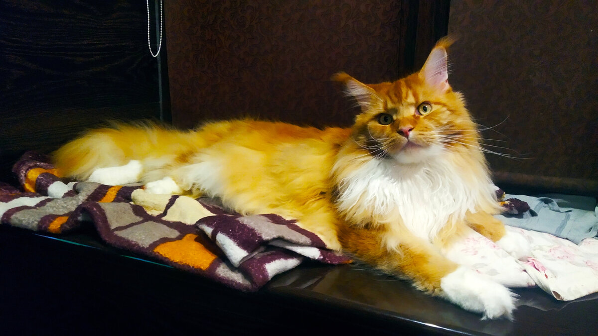 Мейн кун Степа.