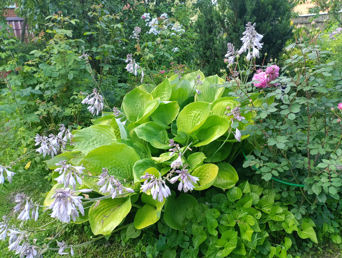 Хоста Сам энд Сабстанс (Sum and Substance) 