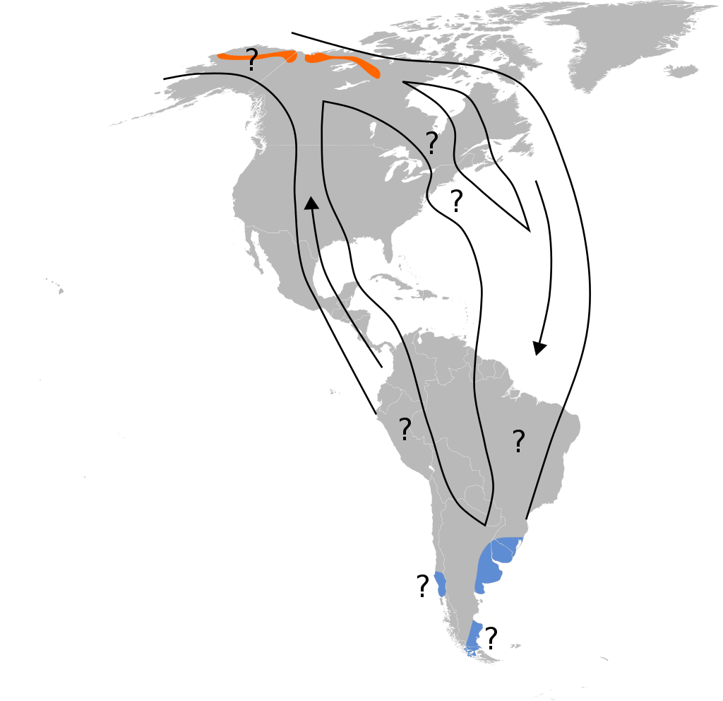 Полный маршрут птиц. Но летали пернатые не только по Америке. В былые времена эскимосские кроншнепы изредка залетали и на территорию Западной Европы, в том числе в Испанию, Шотландию и Англию. Бывали они и в России, на Чукотке.