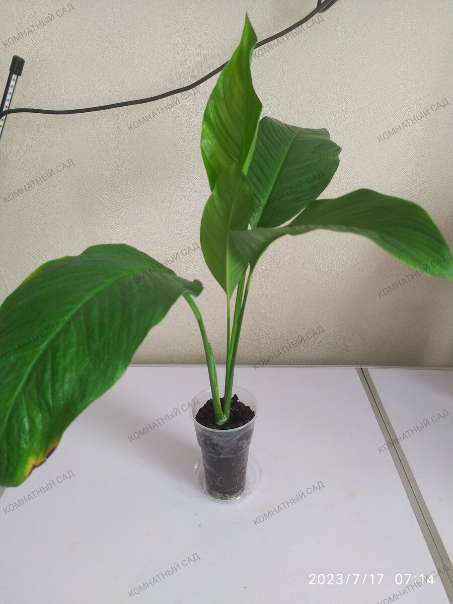 спатифиллум Алана