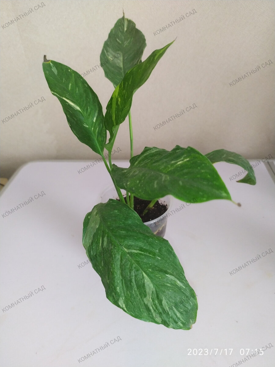 спатифиллум Домино