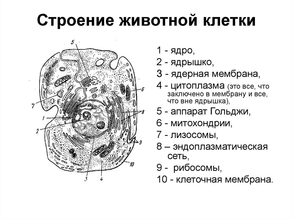 Загальний план будови клітини