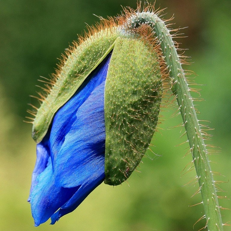 Репутация культурных, декоративных маков существенно пострадала от путаницы и их ассоциации с видом, выращивание которого карается законом – мака снотворного. Пострадал от законодательного запрета и самый красивый декоративный мак – восточный, который если и можно выращивать, то в ограниченном несколькими экземплярами количестве, а также несколько других видов. Но не имеющие никакого отношения к опиатам и не содержащие наркотических веществ другие виды маков — красивоцветущие летники, двулетники и многолетники — для многих также почему-то остаются растением под запретом. И хотя поклонников у красоты маков меньше не становится, они все же значительно уступают в своем распространении другим летнецветущим конкурентам.

Обратите внимание! Согласно действующему законодательству РФ, выращивание следующих видов маков запрещено: снотворный, восточный, щетинконосный, прицветниковый.

Представители рода Мак (Papaver) — это травянистые многолетники, двулетники и однолетники с очень мощным стержневым корнем, крепкими прямыми одиночными побегами, и удивительной сильно опушенной резной зеленью, прославившейся своей филигранной серебристо-голубой текстурой. Очередно расположенные, перисто-рассеченные, на ощупь почти колючие из-за опушки, листья в длину могут достигать 30 см.

Цветение мака — зрелище завораживающее. Поникающие бутоны, по мере распускания выпрямляющиеся цветоносы и эффектные крупные цветки-блюдца с самыми красивыми среди садовых растений тычинками завораживают. Чашечка цветка состоит из двух крупных чашелистиков, а венчик легко узнается по нежным, почти прозрачным, трепетным четырем крупным лепесткам, окружающим восхитительный «припудренный» центр из пыльников и тычинок, как правило, практически черного окраса.

Красные, желтые, розовые, оранжевые, фиолетовые и даже голубые — декоративные маки могут похвалиться удивительно красивыми оттенками, которые вдохновляли легендарных живописцев, сегодня вызывают только восхищение. После отцветания завязываются коробочки плодов с красивыми дисками наверху, наполненные мелкими округлыми семенами разных оттенков серого.

Все без исключения маки размножают семенами. И однолетние — мак пионоцветный, мак спутанный или мак переменчивый сейчас причисляется к маку самосейка, мак сизый, мак голостебельный или мак шафранный, мак павлиний; и более долговечные маки — мак альпийский, мак амурский, мак атлантический, мак бурцера, мак лапландский, мак Миябе, мак полярный или скандинавский, мак сероватый или тяньшанский, татранский — лучше всего размножать именно семенами. Только для многолетних видов используют и некоторые вегетативные методы. Выращивать маки из семян очень просто, поскольку растение часто зацветает уже через два месяца после появления всходов.

Стратегии выращивания мака из семян
Маки принадлежат к тем травянистым растениям, которые очень плохо реагируют на пересадку. При возможности их всегда нужно высевать непосредственно на месте выращивания. Через рассаду маки выращивают очень редко, обычно только когда собираются использовать растения в качестве горшечных или контейнерных акцентов.

Условия для выращивания маков
Маки независимо от вида – светолюбивые растения, но многолетние виды могут выдержать и легкое притенение. Маки в теории не боятся даже ветреных площадок, но если не защитить растение от сквозняков, то прекрасные цветки его быстро опадут. Выбирая укромные, теплые, защищенные площадки, вы растяните удовольствие от наблюдения за цветением великолепных маков. Почву для маков можно выбрать любую из числа окультуренных и не сырых, но лучшее цветение всегда наблюдается на питательном грунте. Макам найдется место и в смешанных рабатках, цветниках, и в рокариях или альпинариях, и на газоне.
Выбирая место для маков в своем саду, стоит помнить о том, что цветение этого растения весьма коротко: уже через месяц после его старта созревают плоды, а потом растение быстро уйдет с садовой сцены. Даже у лучших многолетних маков период вегетации ограничен в среднем 100 днями. Поэтому маки нужно высаживать так, чтобы соседние растения смогли замаскировать малопривлекательную увядающую, а потом и исчезающую зелень, или предусмотреть досаживание на место маков других сезонных однолетних звезд. Лучшими партнерами для многолетних маков считаются дельфиниумы, злаки, нивяник, тысячелистник, астры, вероники, душица и васильки.

Выращивание многолетних и двулетних маков
Посев семян многолетних и двулетних маков аналогичен и не сложен. Такие маки выращивают:

посевом ранней весной;
посевом под зиму.
Последний вариант считается предпочтительным, так как растения получаются более крепкими и мощными, лучше развиваются и раньше зацветают. При весеннем посеве молодым растениям понадобится более тщательный уход, ведь пока сеянцы окрепнут, они уже столкнутся и с жарой, и с засухами, не смогут нормально развиваться без поливов.

Многолетние или двулетние маки можно высевать на рассадные грядки, пикируя после появления первого или второго настоящего листа на постоянное место, но лучше высевать их сразу на место выращивания.

При предзимней посадке высев маков оттягивают до последнего, чтобы семена, достаточно быстро прорастающие даже в холодной почве, не проснулись до начала зимы. Даже температура грунта в 3-5 градусов не подходит: мак высевают, когда почва успеет промерзнуть в верхнем слое, то есть чаще всего — в ноябре.
Весной посадку проводят тогда, когда позволит погода, сойдет снег и хотя бы слегка оттает почва.

Техника посева семян мака остается неизменной независимо от сроков их посева:

Почву готовят заранее или перед посадкой, перекапывая и разрыхляя грунт. При обработке почвы нужно обязательно удалить корневища сорняков, внести органические удобрения и полную минеральную смесь (около 10 кг органики, компоста или перегноя и 40-50 г минеральных удобрений на квадратный метр почвы).
На месте посева осенью аккуратно создают неглубокие, всего до 2-х – 3-х см вглубь, бороздки или рядки. Весенний посев можно проводить и в бороздки, и поверхностно.
Семена мака раскладывают на значительном расстоянии друг от друга (от 5 до 20 см), чтобы растения не нужно было прореживать.
Сверху подзимние посевы прикрывают почвой, следя за тем, чтобы они не слишком заглублялись. При весеннем посеве семена не прикрывают или прикрывают легким слоем грунта, пленкой для ускорения прорастания и завершают процедуру поливом.
После весеннего посева в течение 2-х недель нужно поддерживать стабильную влажность грунта и следить за тем, чтобы снять пленку сразу при появлении всходов.
Посеянные с осени семена прорастут весной, как только почва прогреется до 3-5 градусов, весенних посевов можно ожидать через 10-20 дней. Даже молодые растения морозоустойчивы, но если приморозки превышают 5 градусов мороза, то весенние посевы лучше дополнительно защитить неткаными материалами.

Если посев проводили густо, то всходы прореживают два раза — вначале на расстояние в 10 см между растениями, а затем – в 20 см.
Уход за молодыми маками
Маки – засухоустойчивые, выносливые и в целом неприхотливые растения. Молодым всходам, да и взрослым макам очень важен один пункт ухода — своевременные прополки, поскольку маки не смогут конкурировать с другими агрессивными растениями.

Если посев проводили весной, то до того периода, как растения окрепнут, нужно защищать их от засухи. На дополнительный полив хорошо реагируют и посеянные осенью, и взрослые маки в стадии активной вегетации, но главное с увлажнением — не переборщить, всего лишь обеспечив защиту от засухи. Если растения очень высокие или площадка ветреная, то стебли лучше по мере роста подвязать к опорам.

В первую зиму укрывать молодые маки нет необходимости.

Также декоративным макам необходимы и другие моменты ухода:

рыхление грунта;
подкормки (хотя бы одна весенняя или 2-3 подкормки за сезон)