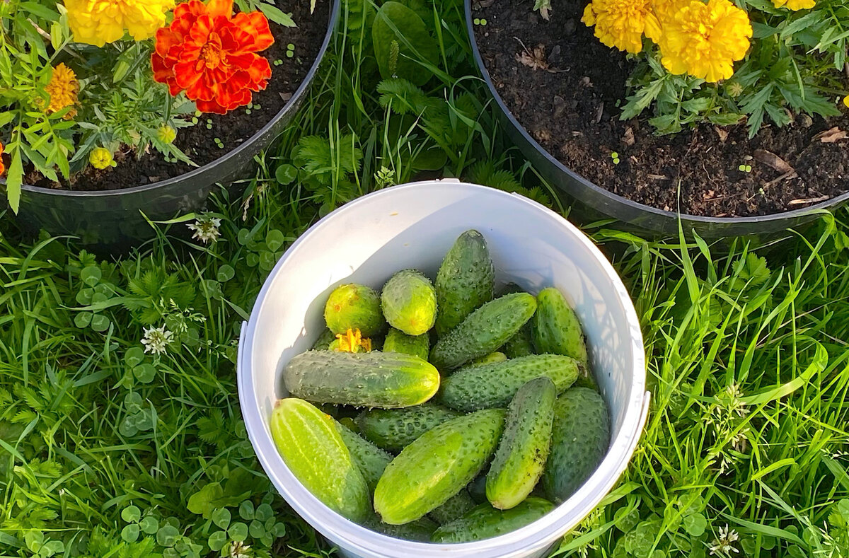 🥒 Наконец-то нашла тот самый вкус кисло-сладких огурчиков на зиму(рецепт  рассчитан на 1, 2 и 3 литровую банку) | Домохозяйка со стажем Галина | Дзен