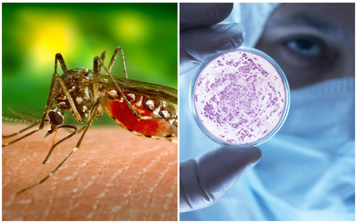 Признаки опасности при лихорадке денге у детей