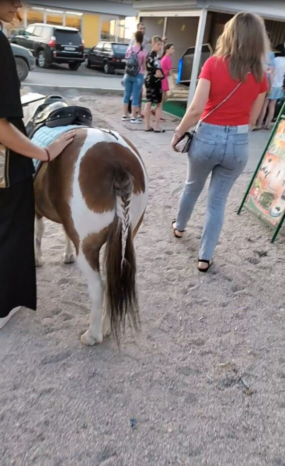 Сколько стоит прокатиться на пони в Седово ? 