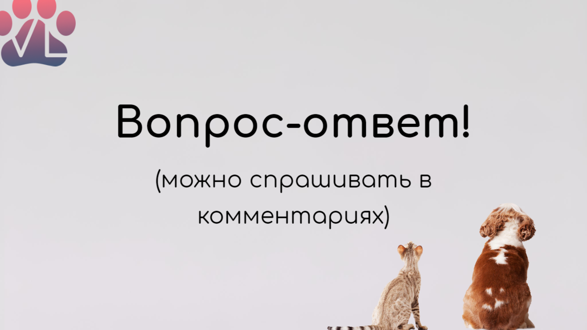 Вопрос-ответ от ветдиетолога: зависимость параанальных желёз от кормления,  поедание ковров, кровь в кале из-за корма? | Ветеринарный диетолог vetLIFE  | Дзен