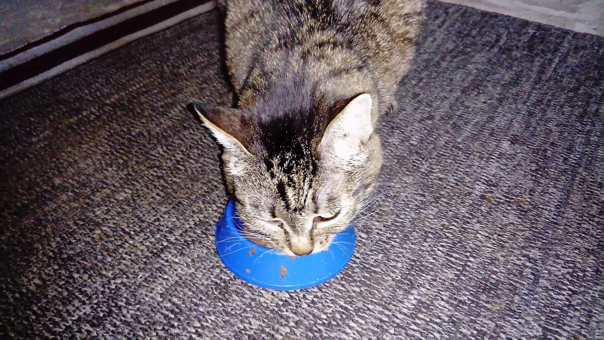 Кошка Лапочка, кушает | Все фото в тексте - автора