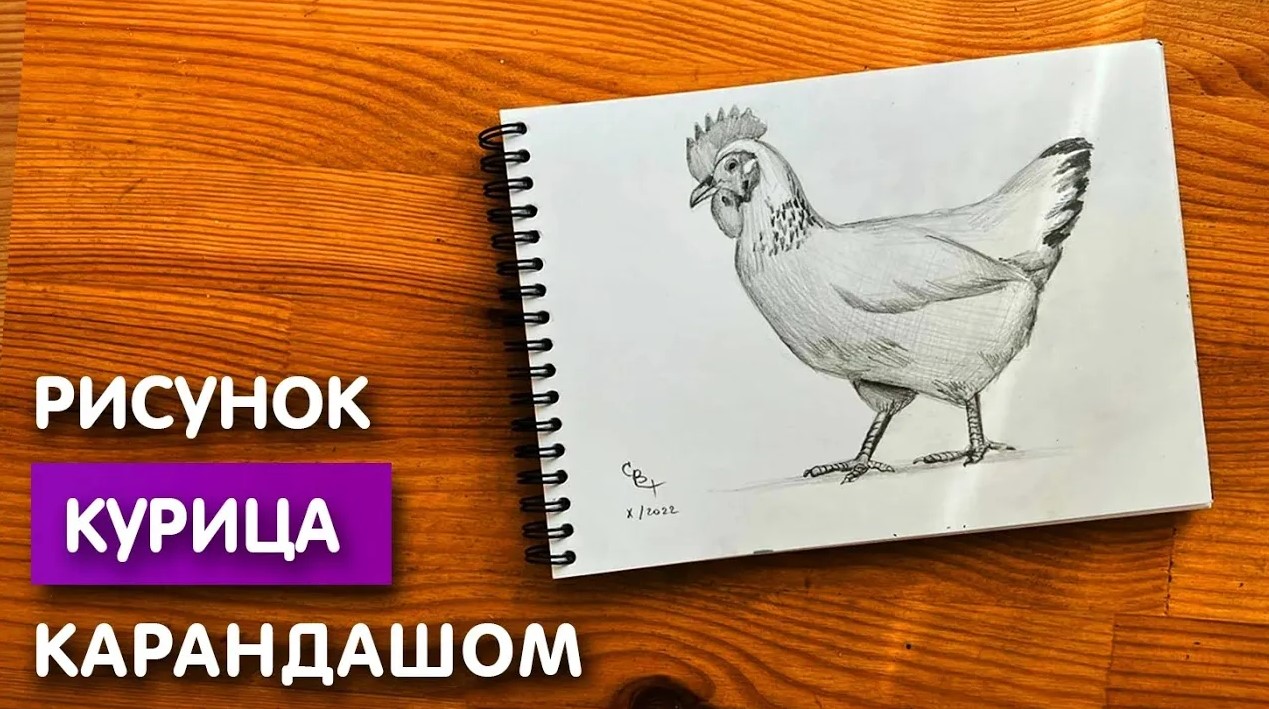 Как нарисовать попугая: 19 простых способов - Лайфхакер