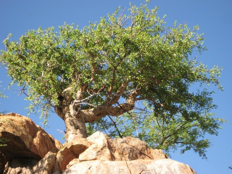 Commiphora Myrrha