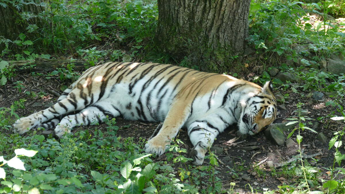 Сон Красавца!