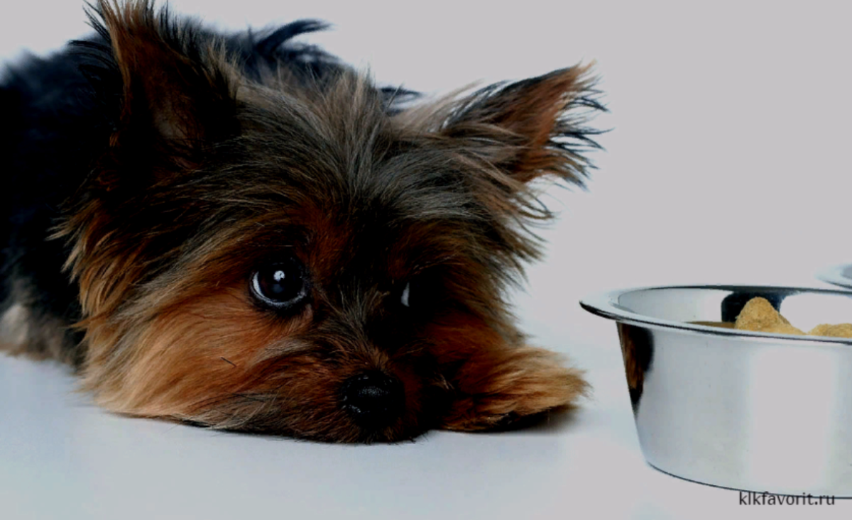 Здоровая собака отказалась от еды