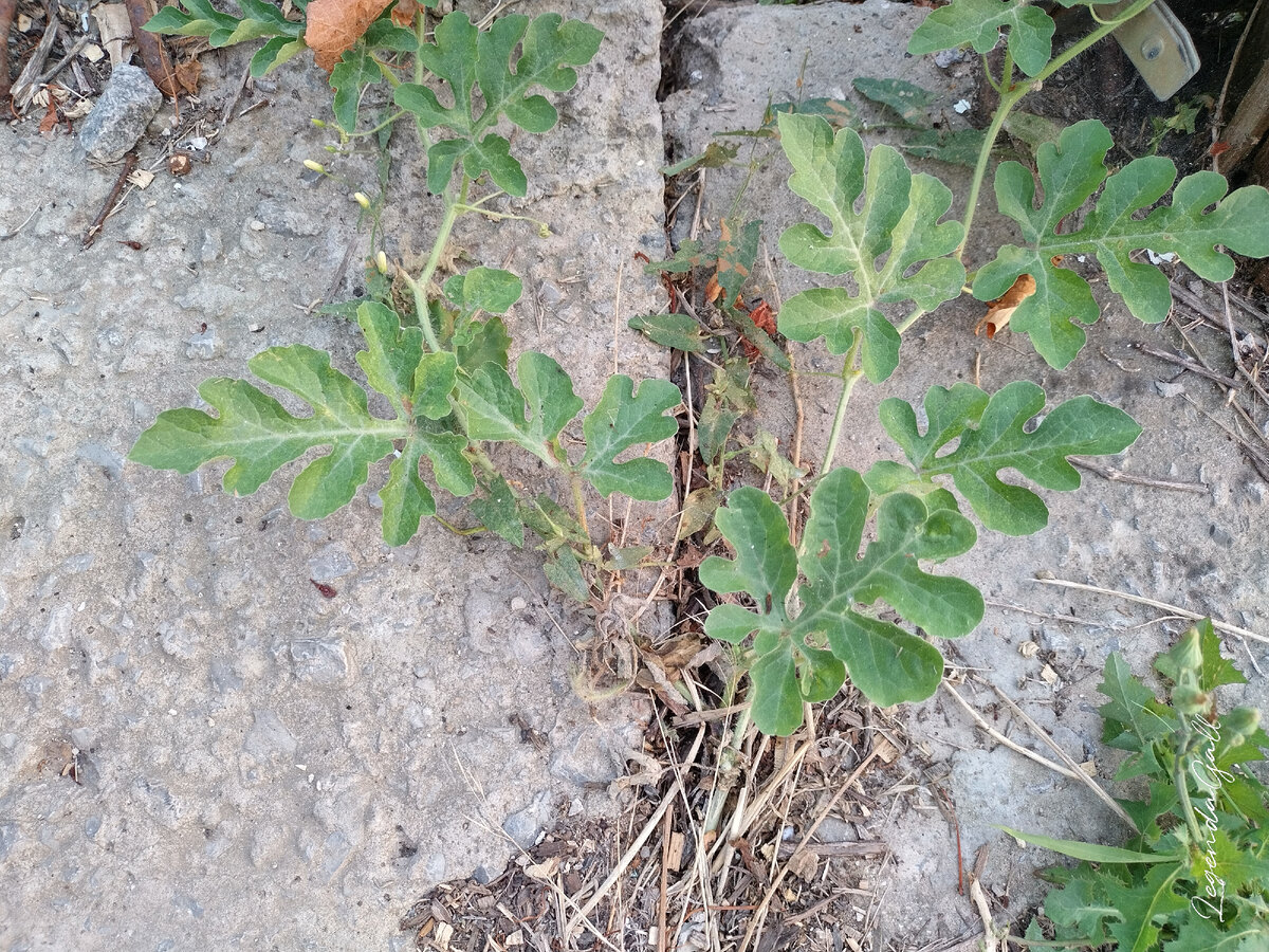 Я его даже иногда поливаю