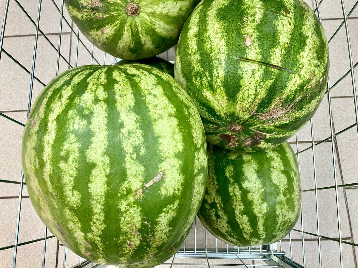    Как не ошибиться с выбором арбуза и дыни