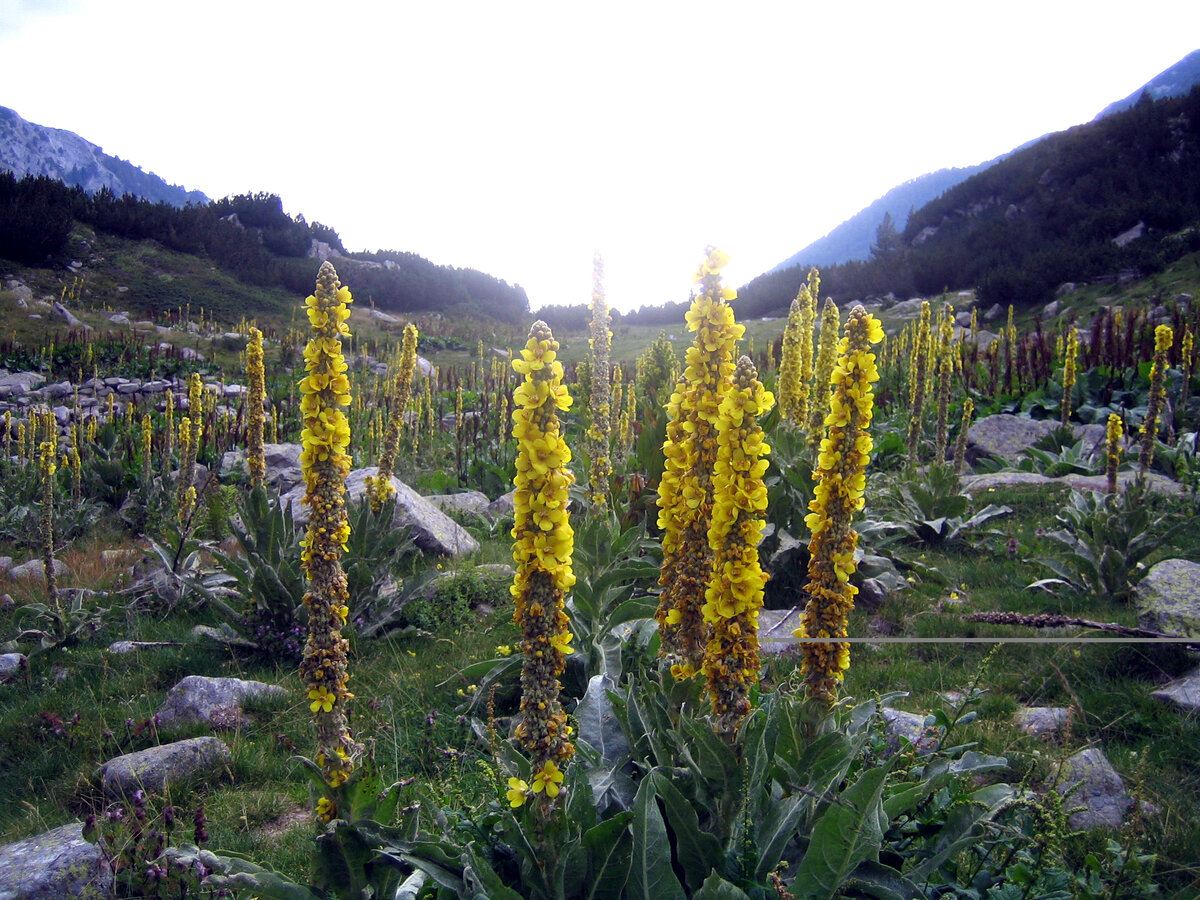 Коровяк Verbascum Honey Dijon