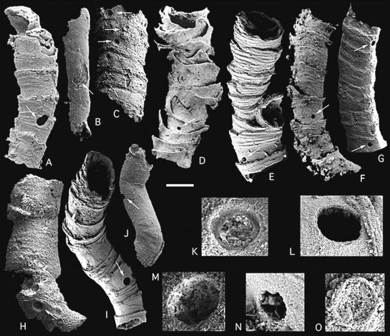 Представители хайнаньской биоты без фантазий художников