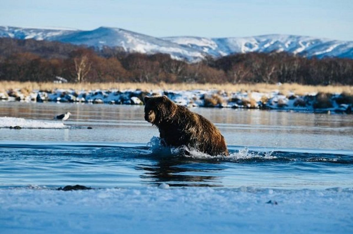 Камчатка заповедник спорт