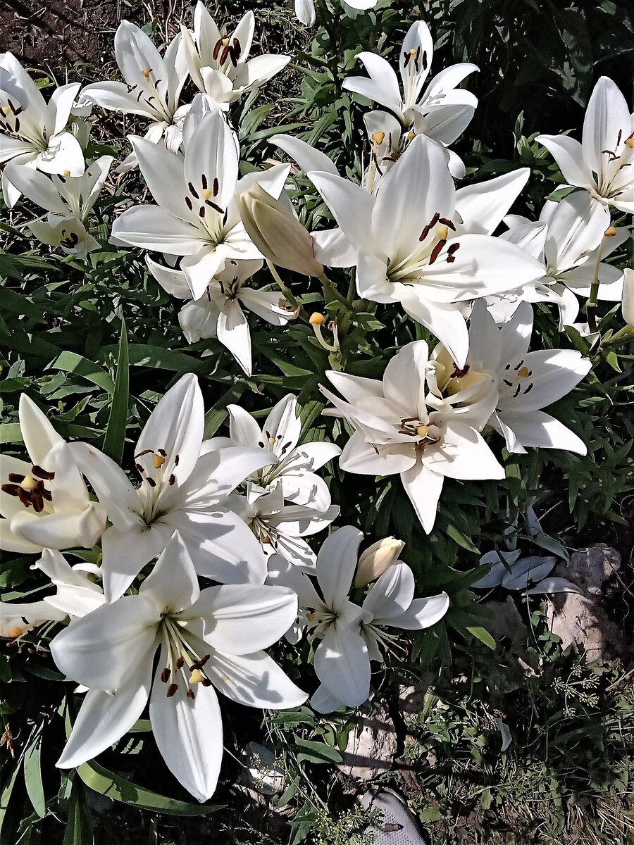                    Эти белые лилии для вас, мои дорогие друзья! Фото автора канала.
