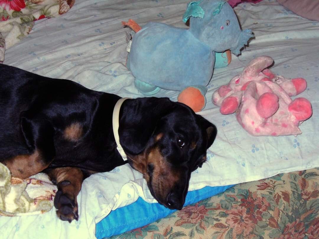 Собака такса рыжая. Такса ржака. Море таксы и еда дзен. Море таксы и еда дзен. Море таксы и еда дзен.