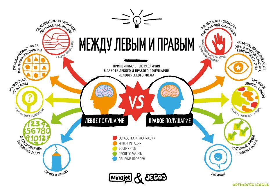 За что отвечает право полушарие мозга