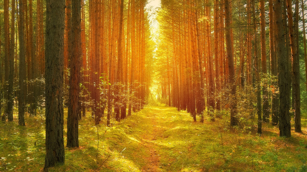     Спасатели дают советы, ка не потеряться в лесу.