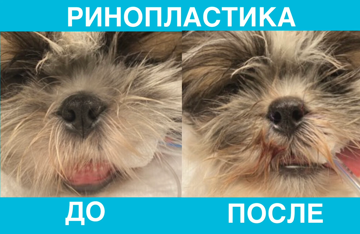 Проблемы брахицефалических (короткомордных) пород собак | AmigoVetLife ...