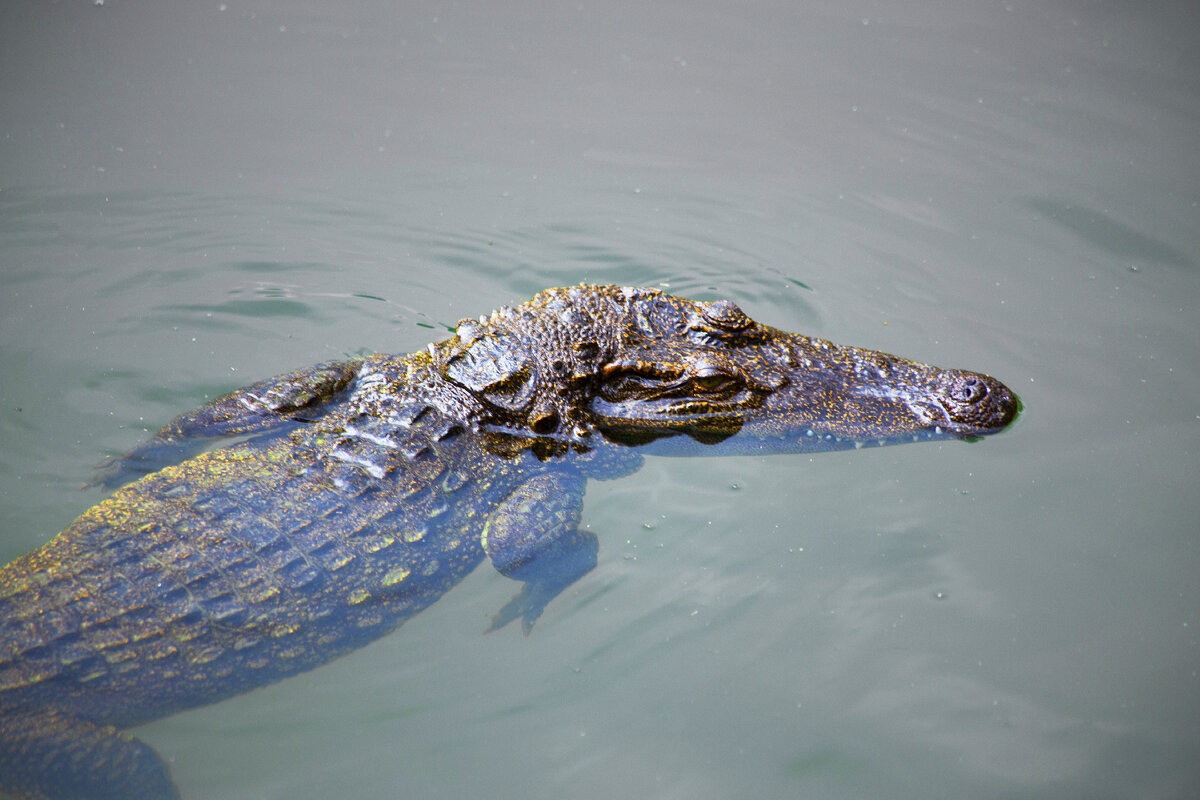    Фото: istockphoto/alan64