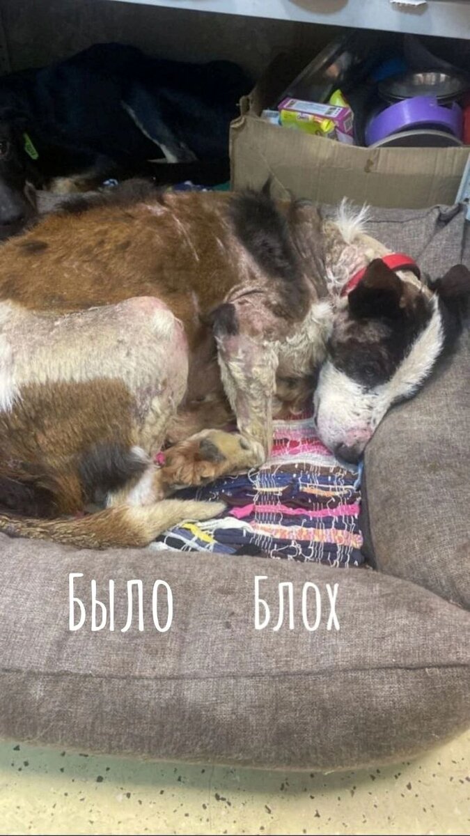 Истощение, коросты, лысины, опухоль....Состояние собаки было плачевным.