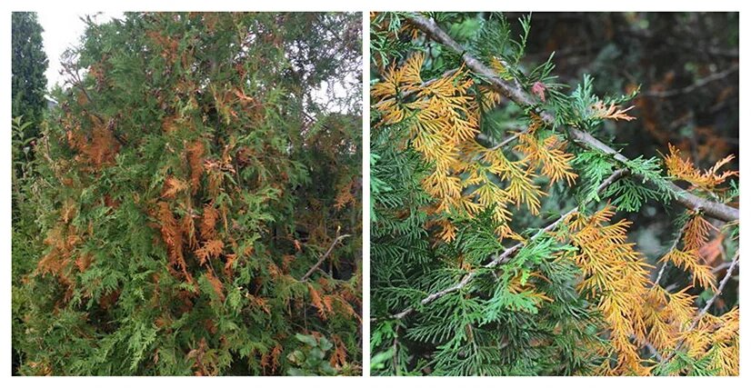 взято из открытых источников