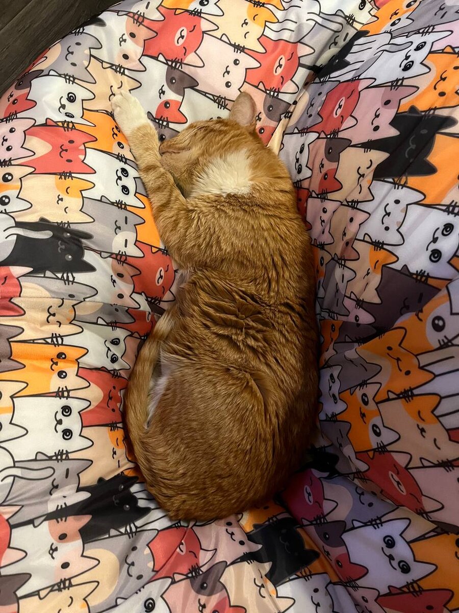 Постоянно притворяющийся спящим кот Василий.