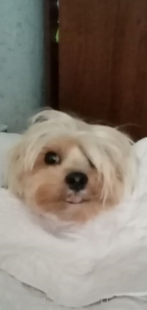 после купания замерзла и спряталась под покрывало, , пусть меня поищут