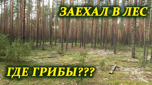 В лес за грибами, грибная разведка. #лес #влесзагрибами #грибы