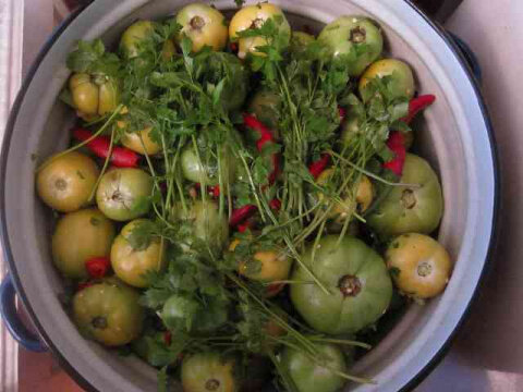 Острые маринованные зеленые помидоры