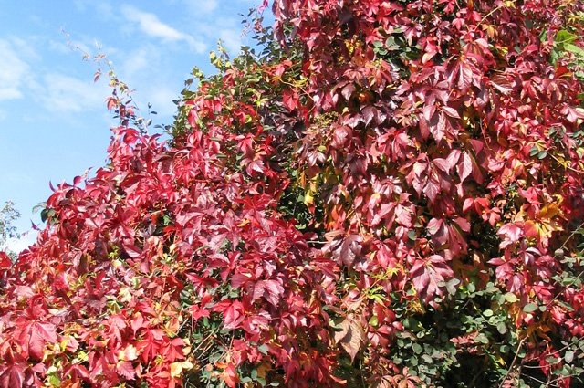    Что за растения высадили в сквере Универсиады?