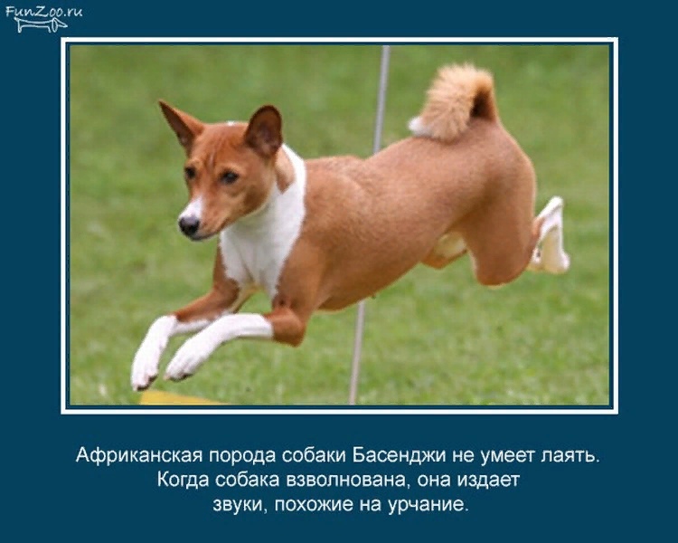Картинка интересные факты о животных