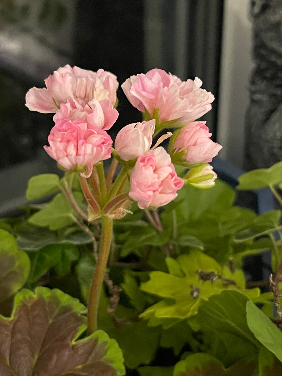 Пеларгонии