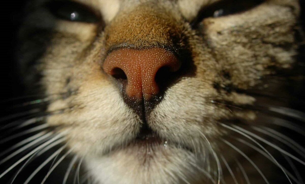 Почему у кошек сухой нос