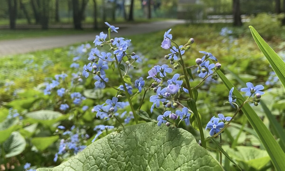 Бруннера Незабудковая