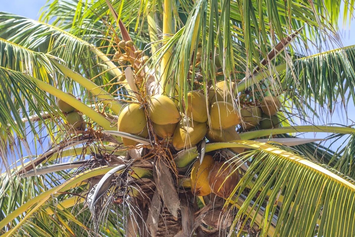 Кокосовый орех - калорийность и свойства. Польза и вред кокосового ореха