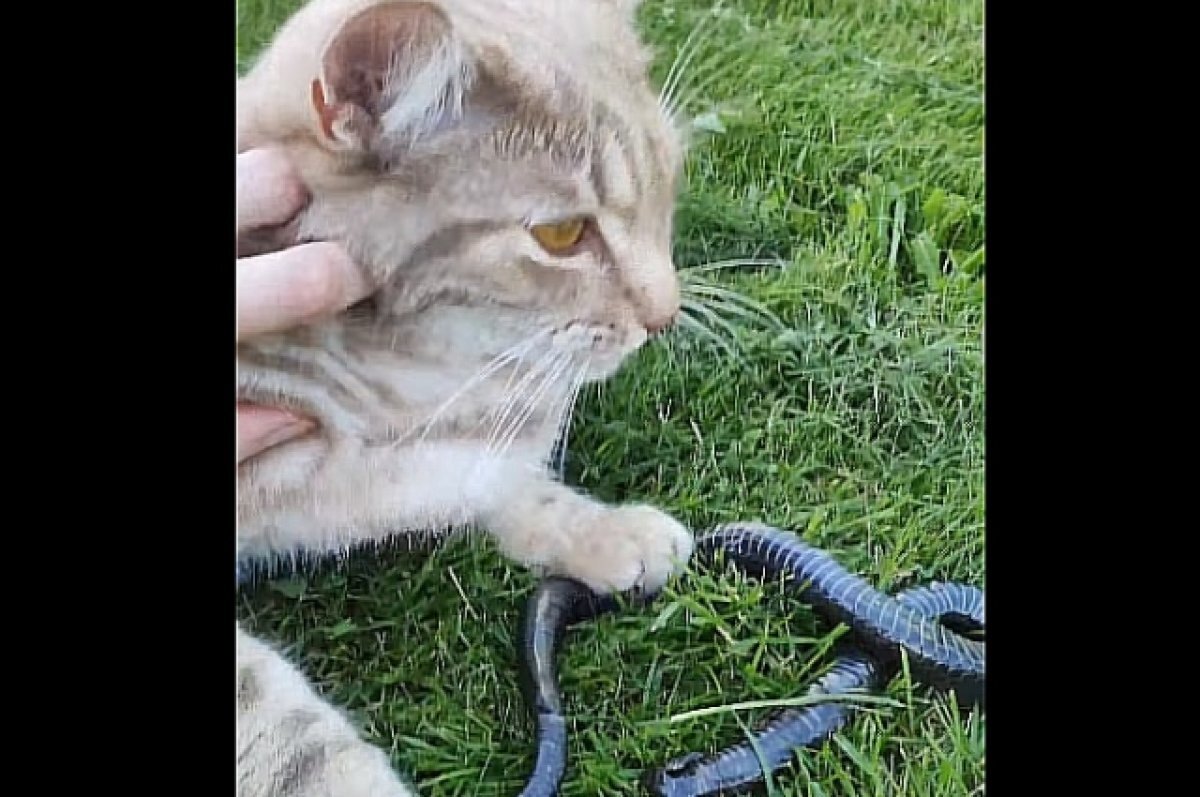    На видео попала кошка, которая в Конаково принесла хозяйке гадюку