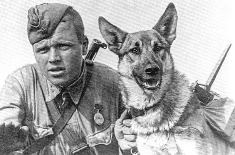 «Мы тоже бросались под танки». Подвиги служебных собак в годы Великой Отечественной