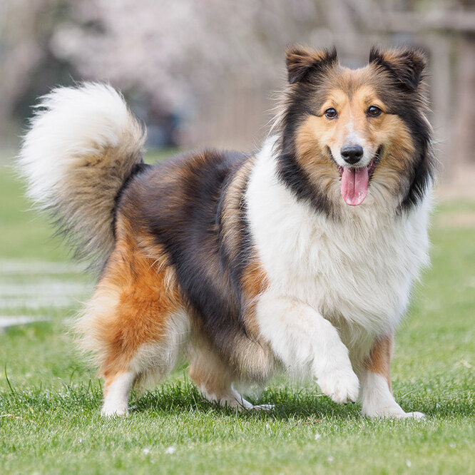 Уровень активности и требования к уходу