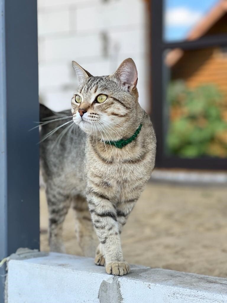 Позирует. Фото автора