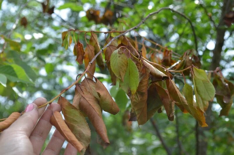 Чем обработать вишню от монилиоза в августе
